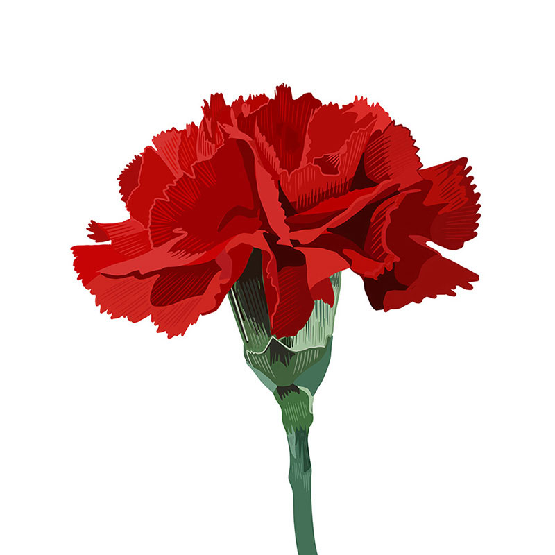 Carnation-Spain-Web